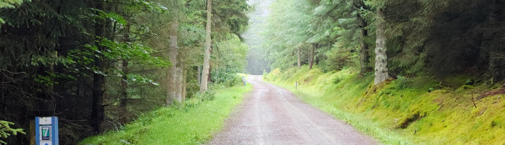 Uphill path going straight ahead through a forest.